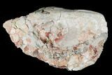 Fossil Oreodont (Merycoidodon) Skull - Wyoming #174375-3